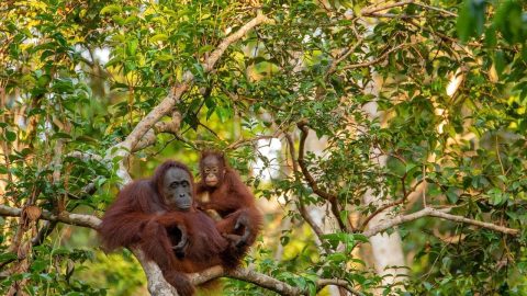 facts about Borneo