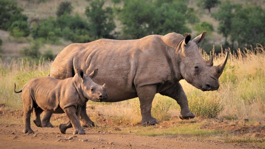 facts about Rhinos