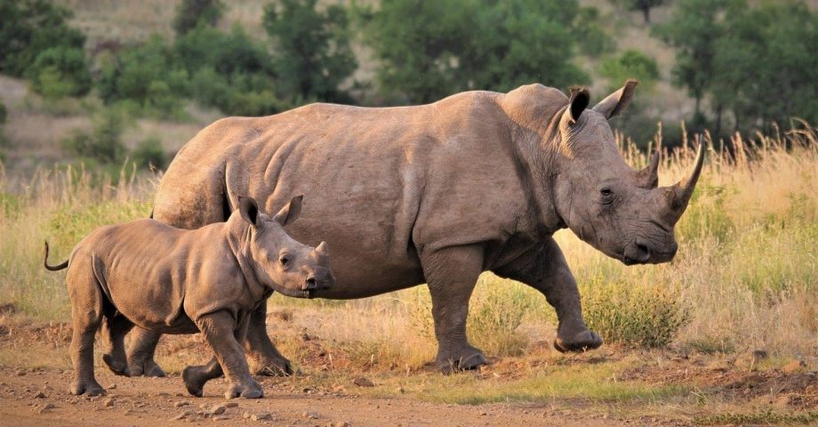 facts about Rhinos