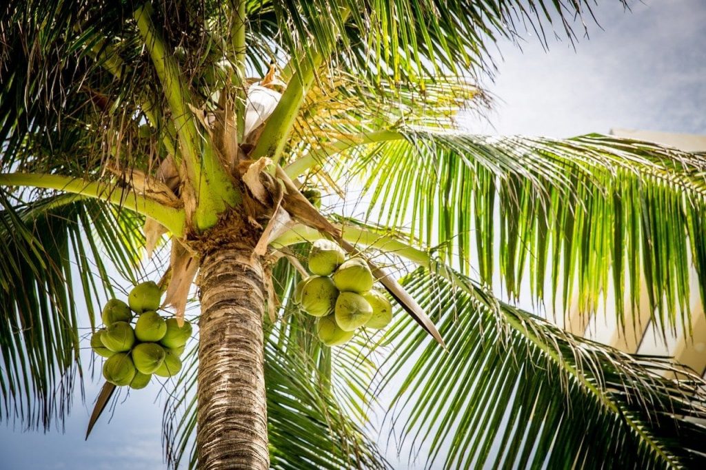 facts about coconuts