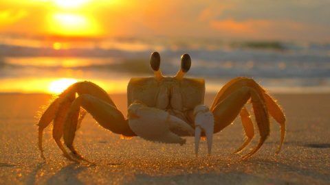 facts about crabs