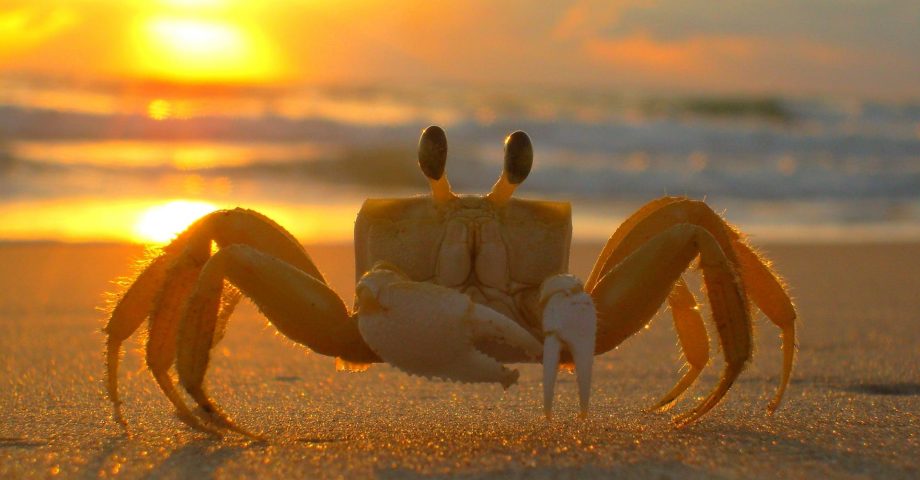 facts about crabs