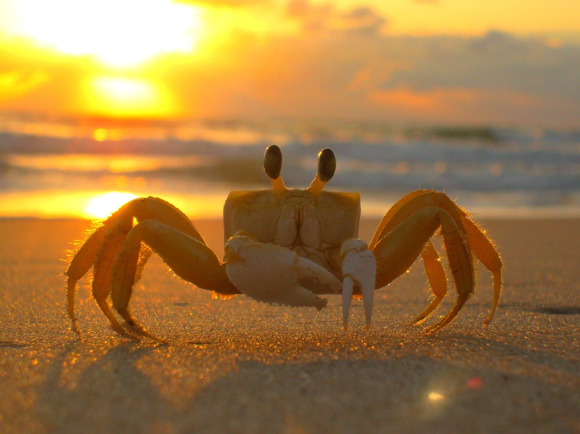 15 Cracking Facts About Crabs