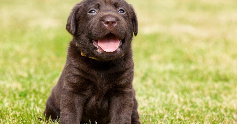 facts about labradors