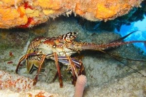 Caribbean lobster