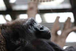 monkey at London Zoo