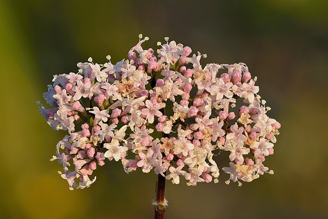 valerian