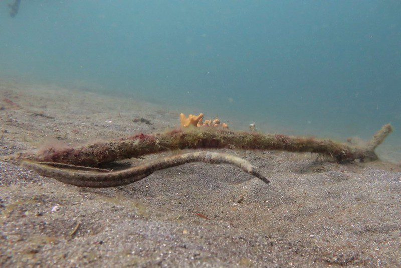 Pelagic Pipefish