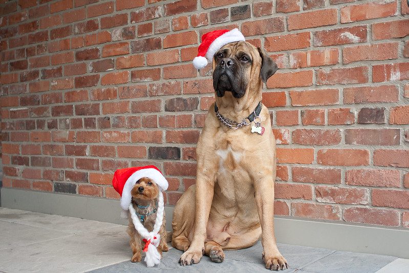 Yorkshire mix and Bullmastiff