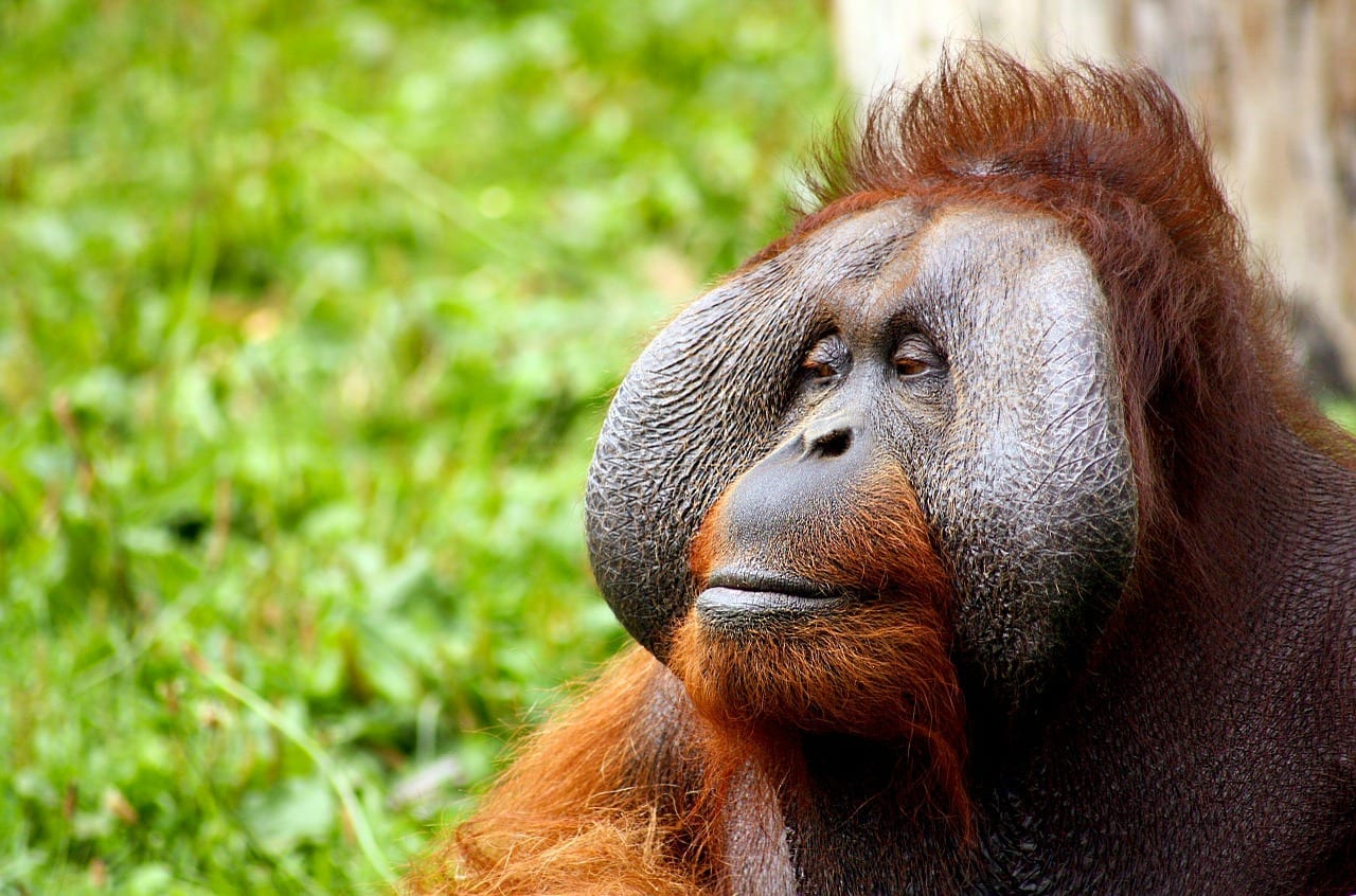 fun facts about Orangutan