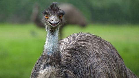 interesting facts about emus