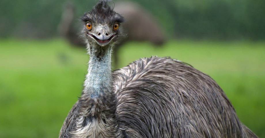 interesting facts about emus