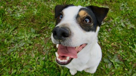 Jack Russell Terrier