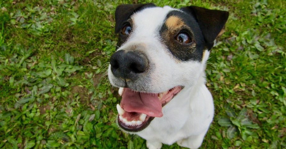 Jack Russell Terrier