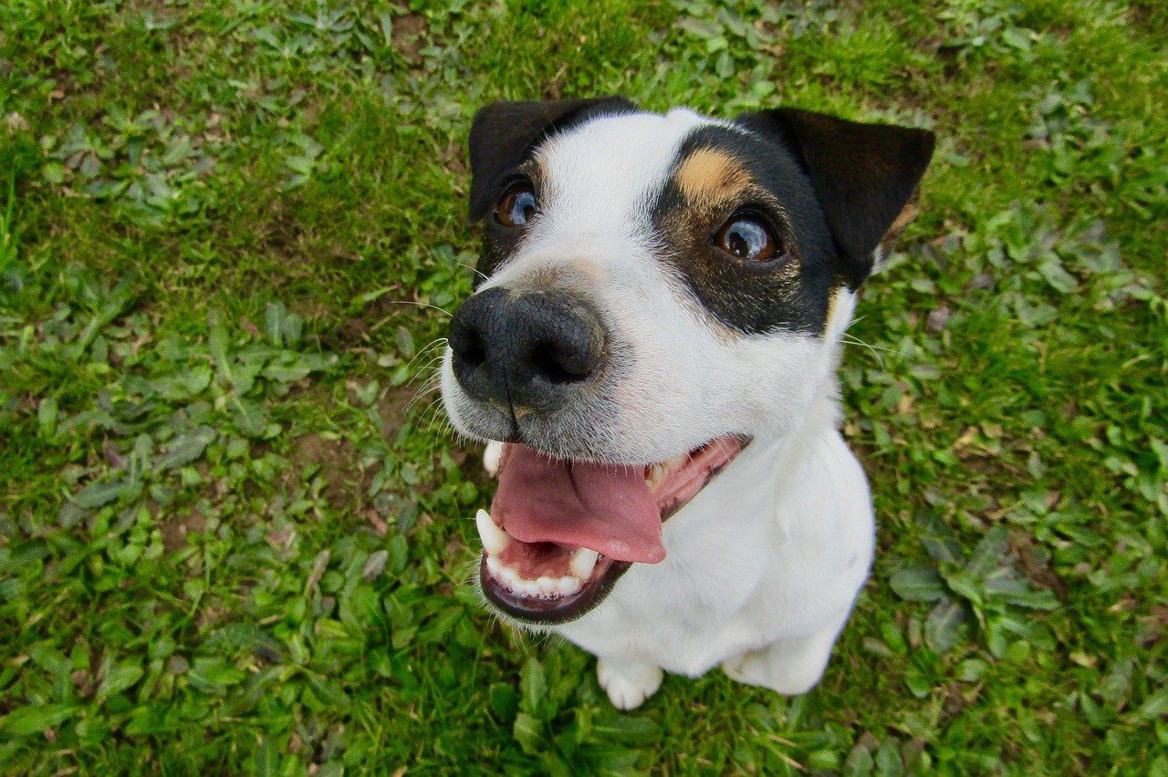 20 Revealing Facts About Jack Russell Dogs - Fact City