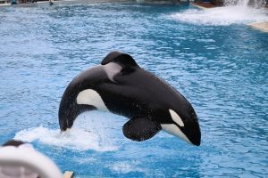 An Orca at SeaWorld San Diego