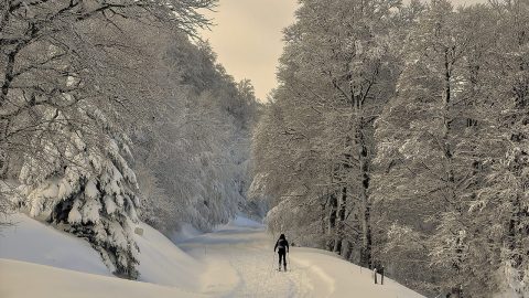 Pyrenees facts