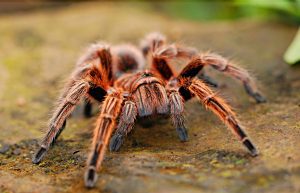 a tarantula spider!