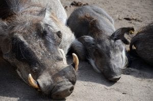 Facts about Warthogs