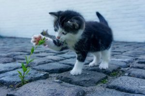 September is National Happy Cat Month