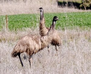 facts about Emus