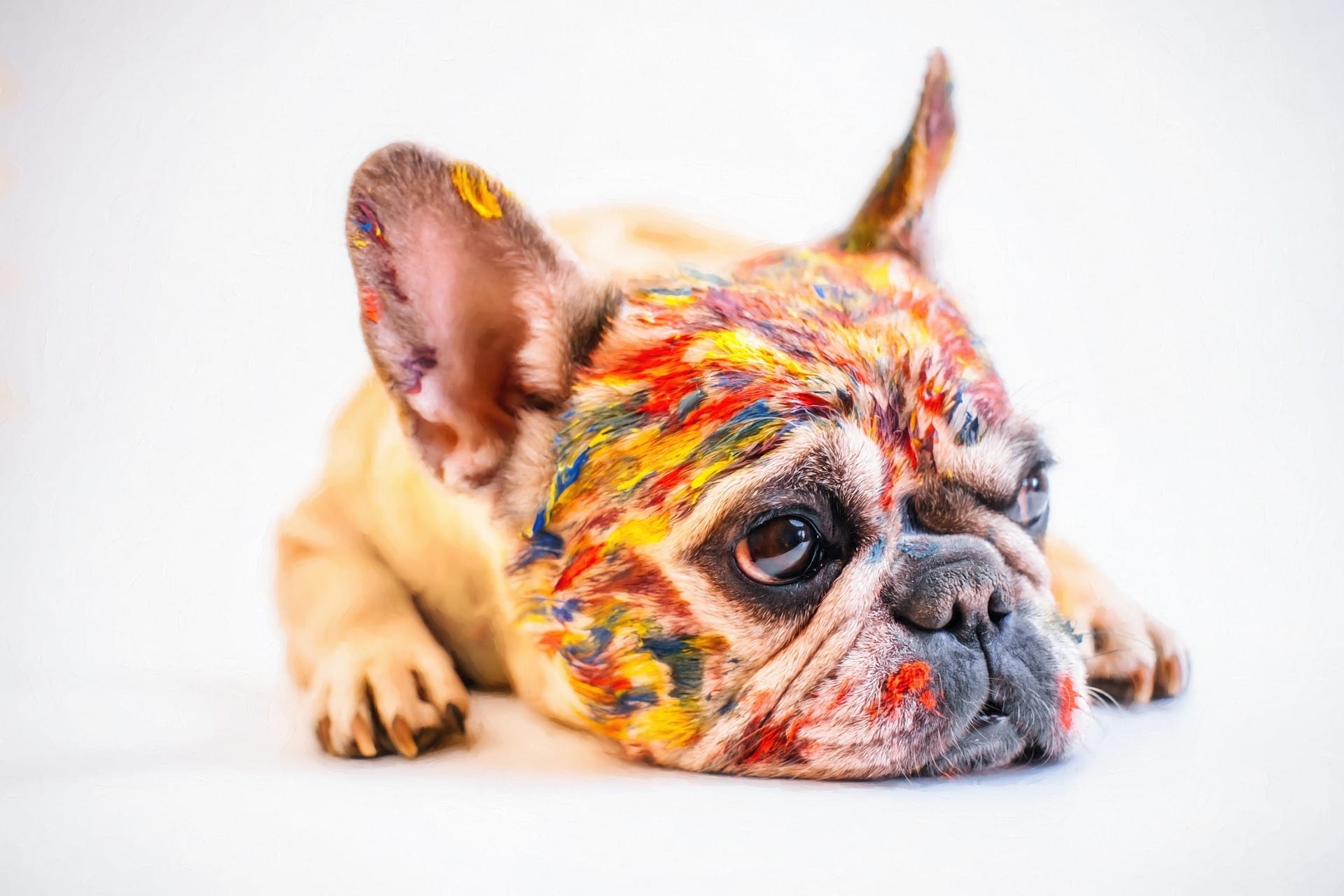 10 Fun Facts About French Bulldogs You Didn’t Know!