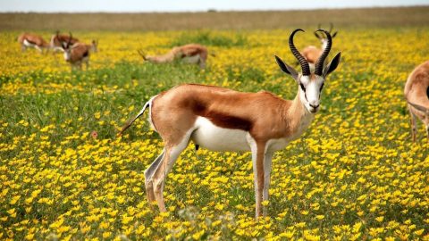 facts about antelope