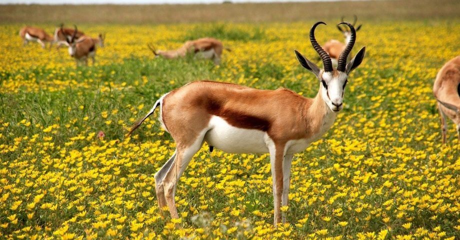 facts about antelope