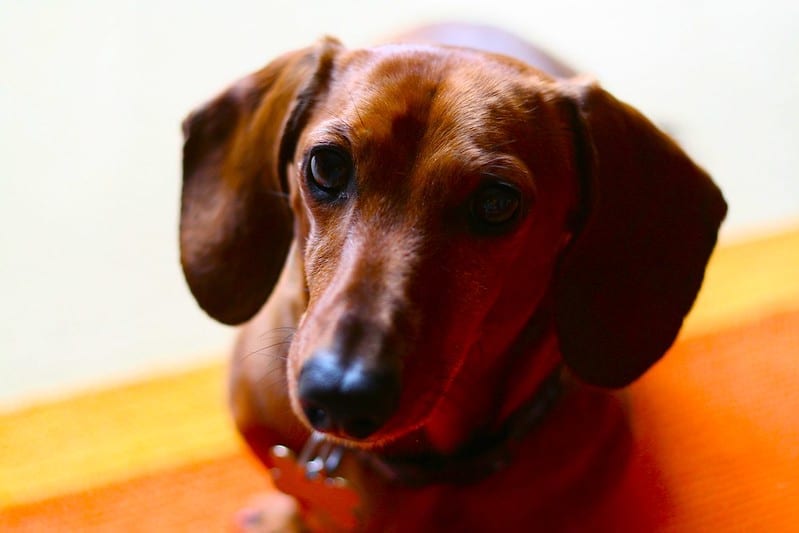 facts about dachshunds