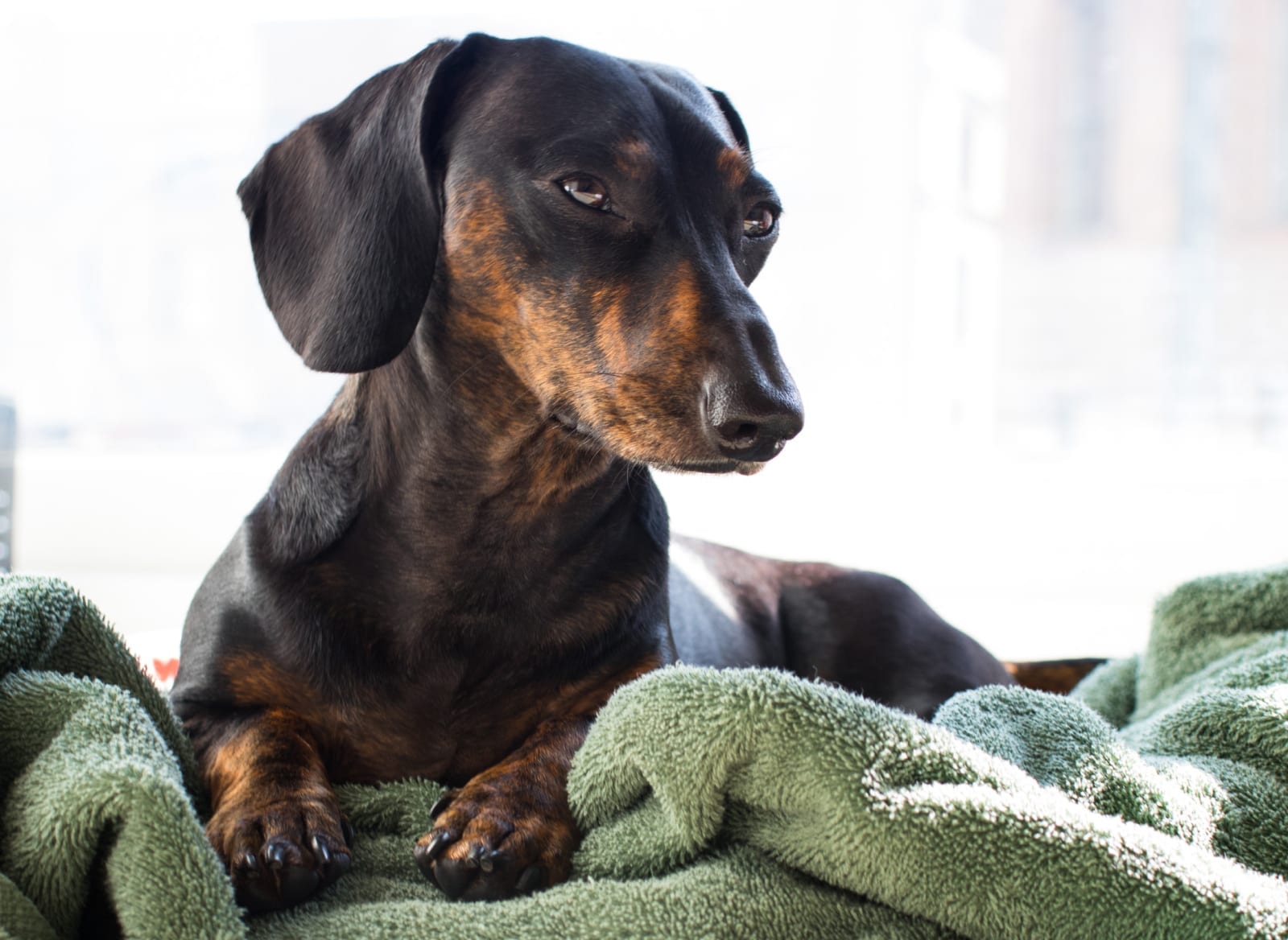 10 Dynamic Facts about Dachshunds