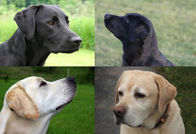 labrador types