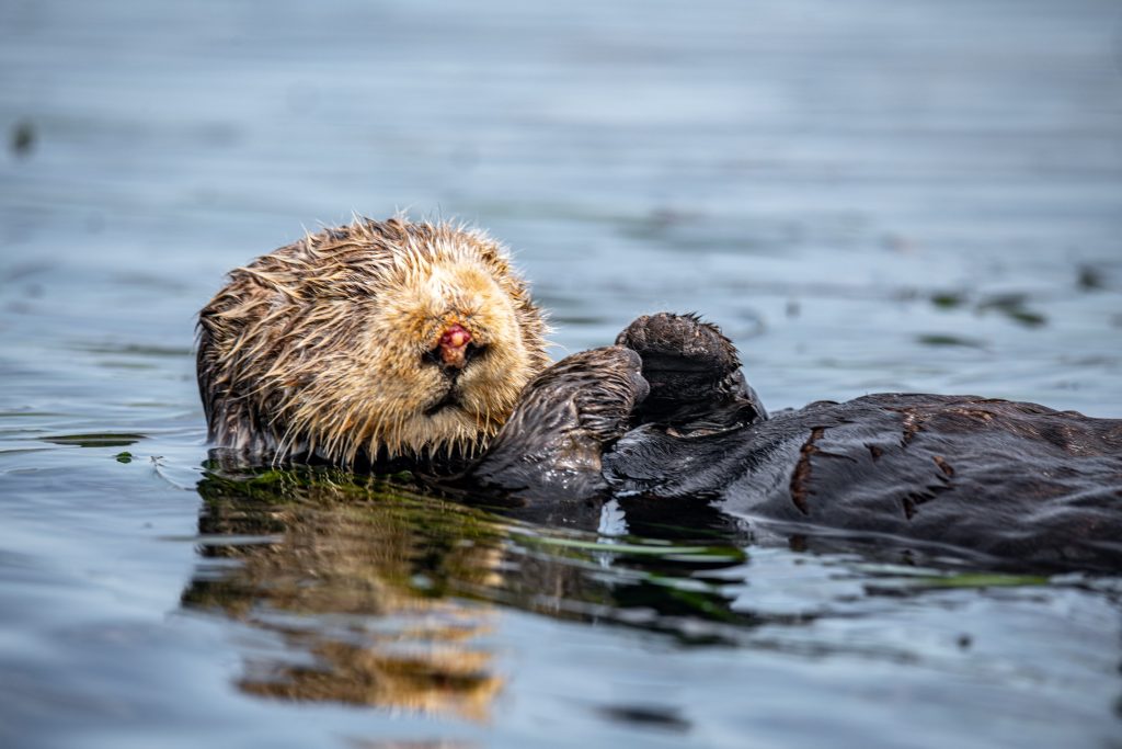 facts about otters