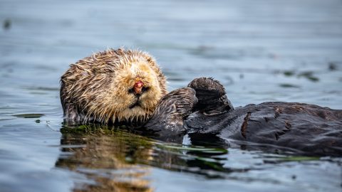 facts about otters