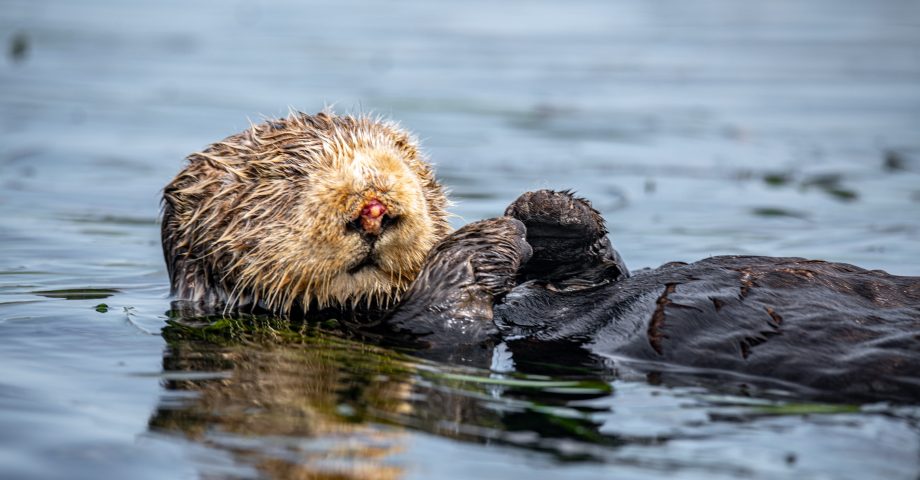 facts about otters