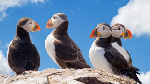 facts about puffins