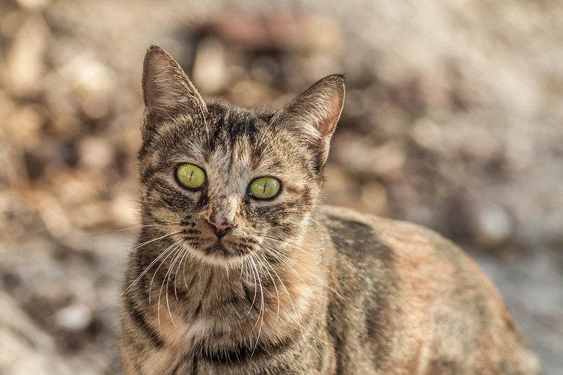 Sardinian wildcat