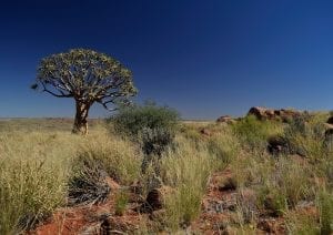 facts about the Kalahari desert