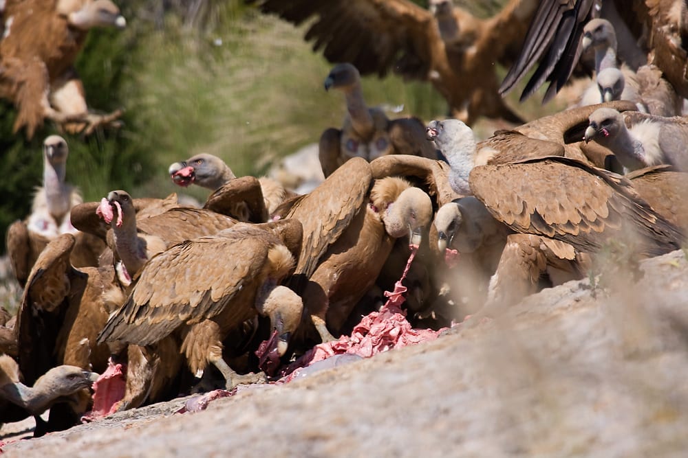 facts about vultures