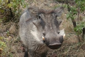 a warthog smiling for the camera