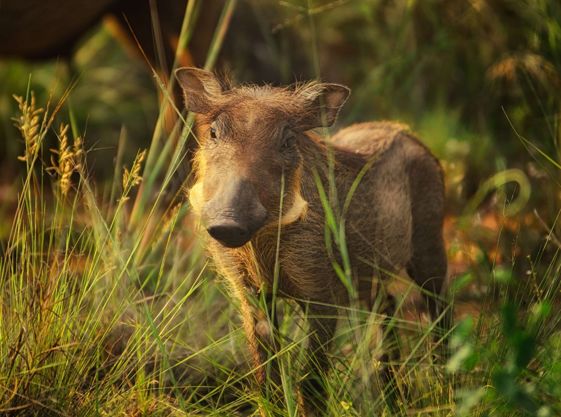 25 Wonderful Facts About Warthogs - Fact City