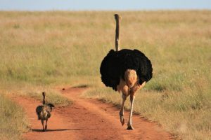 Emu running down the road