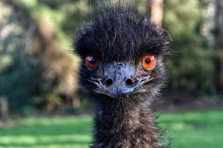 30 Energizing Facts About Emus - Fact City