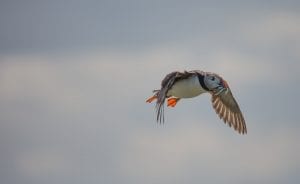 A puffin in flight