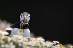 A puffin holding a few fish in its beak