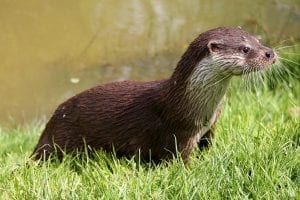 facts about otters