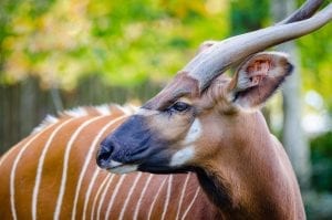 interesting facts about antelope