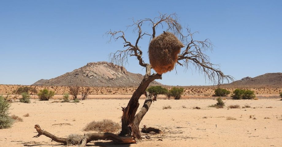 interesting facts about the Kalahari Desert