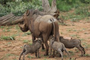 a warthog and her piglets