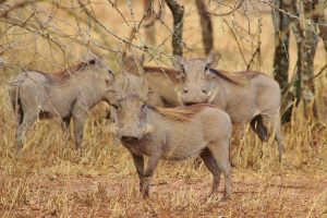 Warthogs in Tanzania