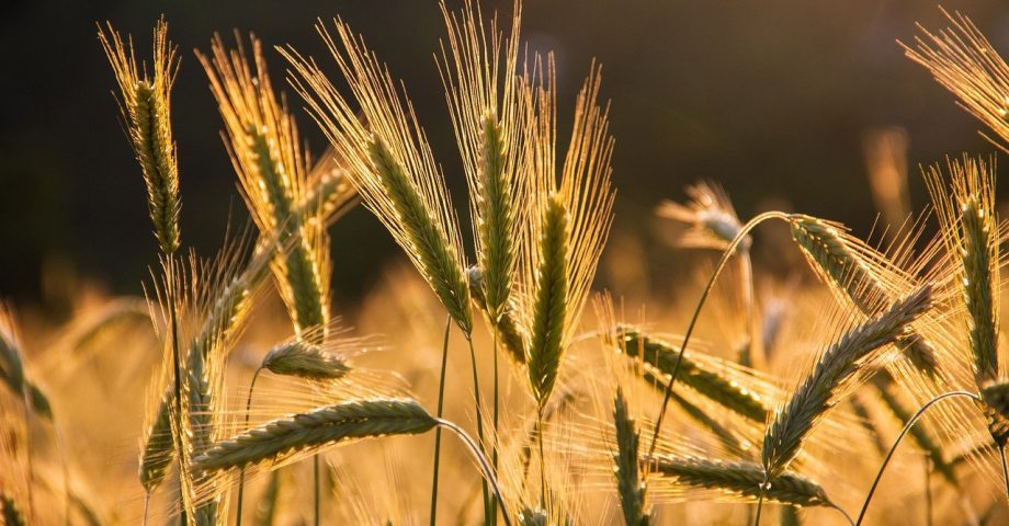 a barley field